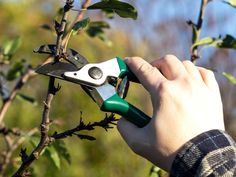 someone is cutting branches with scissors to prune them