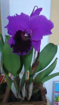 a purple flower sitting in a pot on top of a table