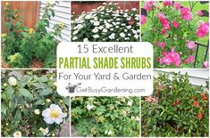 several different types of plants and flowers with text overlay that reads, 15 excellent partial shade shrubs for your yard & garden