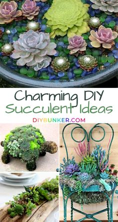 an assortment of different succulents and plants in a bowl with text overlay that reads charming diy succulent ideas