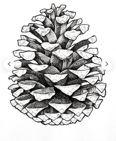 a black and white drawing of a pine cone