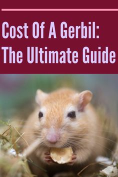 a rodent eating something in the grass with text that reads cost of a gerbil the ultimate guide