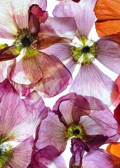 many different colored flowers on a white background