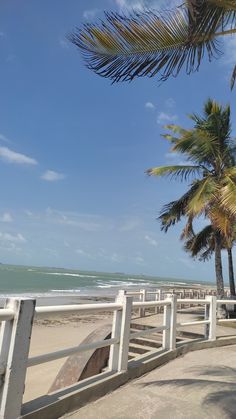 palm trees on the beach with white railings