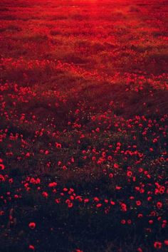 a field full of red flowers with the sun setting in the distance behind it,