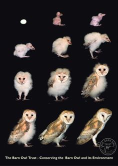 the barn owl's convering the barn owl and its environment by person