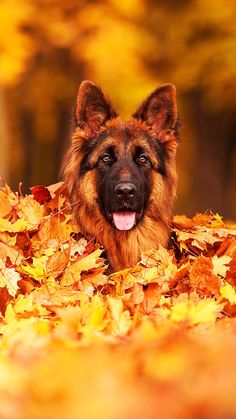 a dog is laying down in the leaves