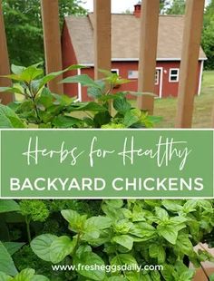 Herbs for Healthy Backyard Chickens - Fresh Eggs Daily® with Lisa Steele Herbs For Chickens, Chicken Nesting Boxes, Herb Garden In Kitchen, Plain Water, Chicken Health, Chicken Eating, Chicken Garden, Kitchen Herbs, Dried Herbs