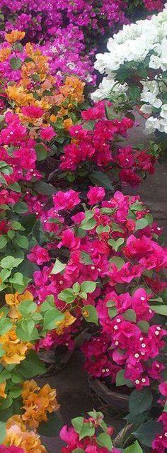 many different colored flowers in baskets on the ground