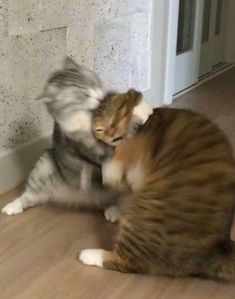 two cats are playing with each other on the floor in front of a white door