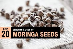 top 20 benefits and uses of morniga seeds