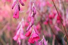 some pink flowers that are in the grass