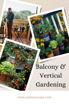 Maximize your small space with innovative balcony and vertical gardening techniques, transforming areas into lush, green retreats with practical and creative plant arrangements. Plant Arrangements, Gardening Techniques