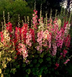 some pink and red flowers in a garden