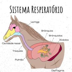 diagram of the human body and its organ systems in spanish, with caption for description