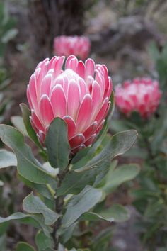 a pink flower with green leaves in the foreground and other flowers in the background