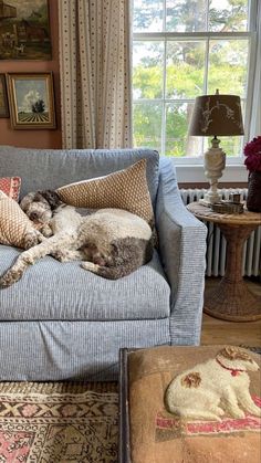 two dogs sleeping on a couch in front of a window with curtains and rugs