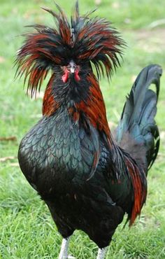 a black and red rooster standing in the grass