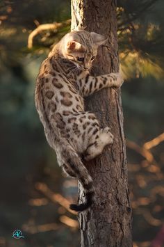 a cat climbing up the side of a tree