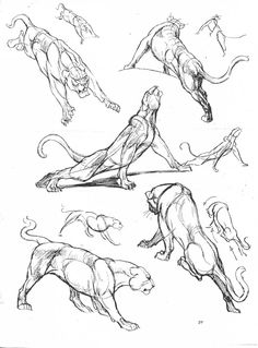 some sketches of animals that are in different poses