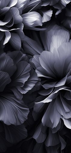 black and white photograph of large flowers