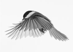 a black and white photo of a bird in flight