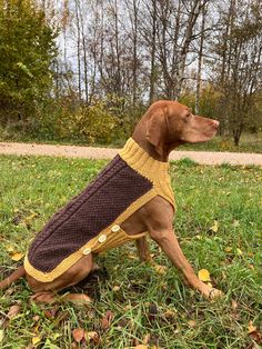 a brown dog wearing a sweater sitting on top of a grass covered field next to trees