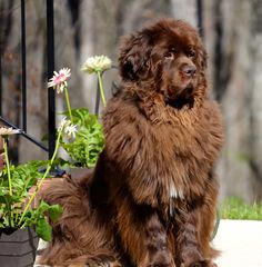 a large brown dog sitting next to a potted plant