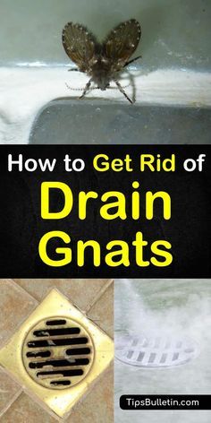 how to get rid of drain gnats