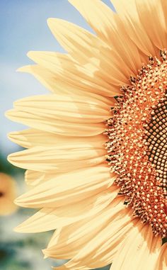 a large sunflower with many seeds on it's face and the sky in the background