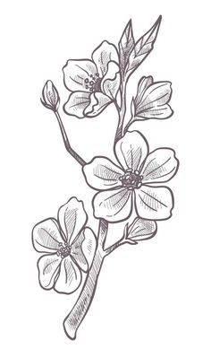 Sakura blooming, cherry blossom tree branch sketch Blossom Tree Sketch, Tree Branch Sketch, Blossom Tree Drawing, Tree Drawing Ideas, Cherry Blossom Tree Branch, Branch Sketch, Odyssey Art, Cherry Blossom Drawing, Sketch Outline