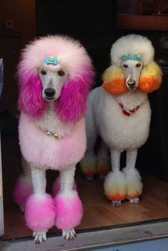 two poodles with colorful hair standing in the window