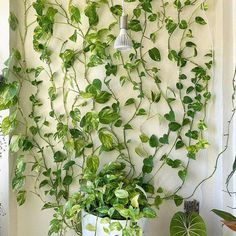 some plants are growing on a wall in front of a lamp and potted plant