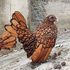 a brown and black chicken standing on top of a stone floor next to a fence