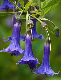 purple flowers with green leaves hanging from them