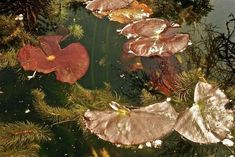 leaves floating on top of water in a pond surrounded by pine needles and other plants