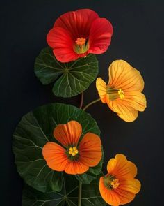 three orange and yellow flowers on top of green leaves in front of a black background