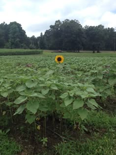 a large sunflower in the middle of a field