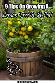 a lemon tree in a pot with the title 9 tips on growing a lemon tree in a pot