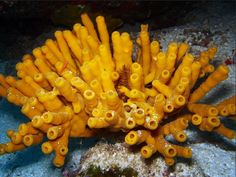 an orange coral with lots of small holes on it's side, surrounded by seaweed