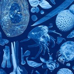 an image of jellyfish and other marine creatures in the ocean at night with blue light