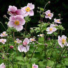 pink flowers are blooming in the garden