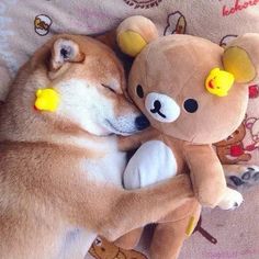 a dog sleeping next to a teddy bear on a bed with it's eyes closed