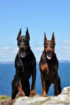 two black and brown dogs sitting on top of a rock next to the ocean with their tongue hanging out