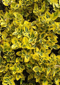 yellow and green plants are growing together