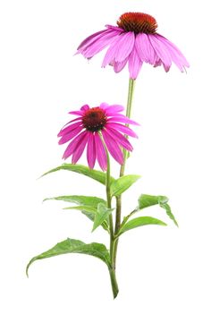 two purple flowers with green leaves in front of a white background and one pink flower