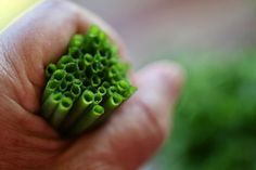 a hand holding a small green object in it's left hand, with grass growing out of the top