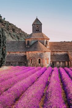 lavender fields in front of an old church