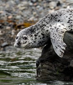 a seal sitting on top of a rock in the water