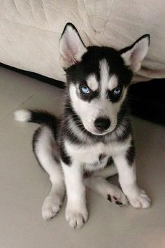 a black and white puppy with blue eyes sitting on the floor